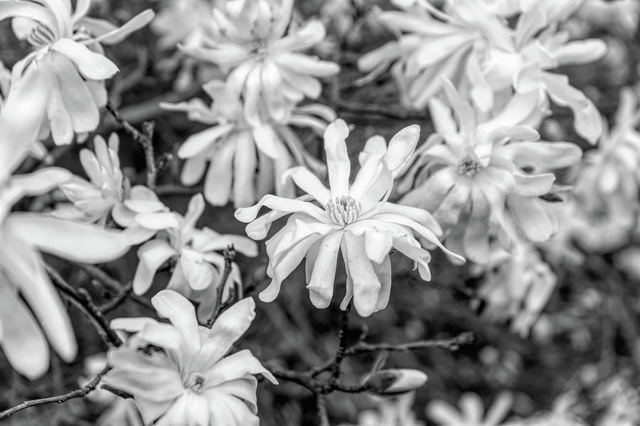 Magnolia Stellata Black And White Photograph by Sharon Popek