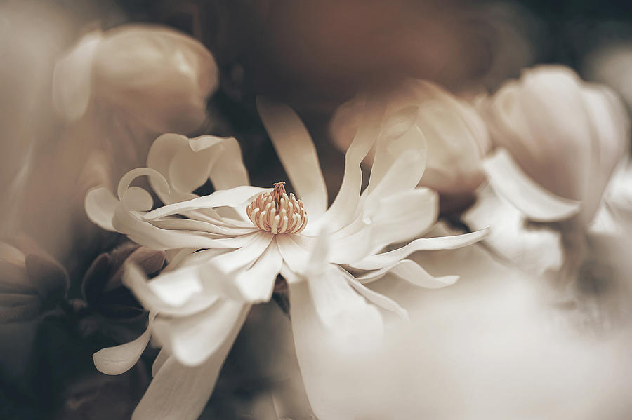 Magnolia Stellata Boho Style Photograph by Jenny Rainbow