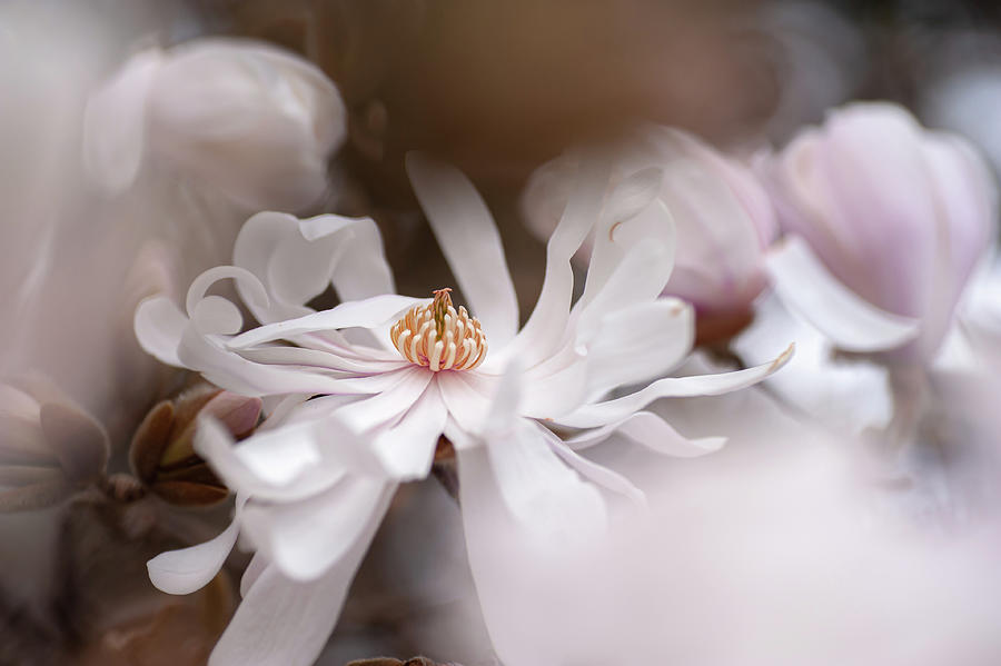 Magnolia Stellata Photograph by Jenny Rainbow
