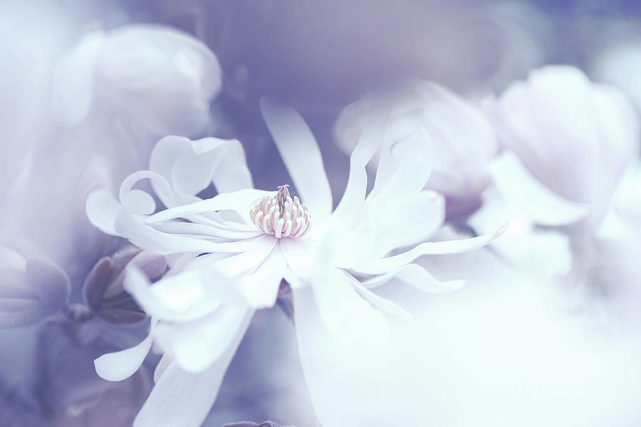 Magnolia Stellata Light Dream Photograph by Jenny Rainbow
