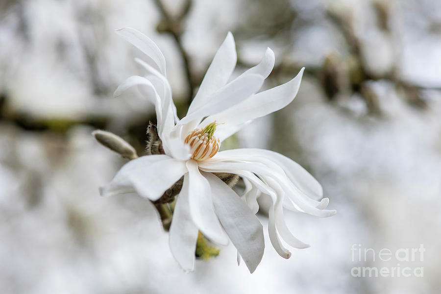 Magnolia Stellata Royal Star Flower in Spring Photograph by Tim Gainey