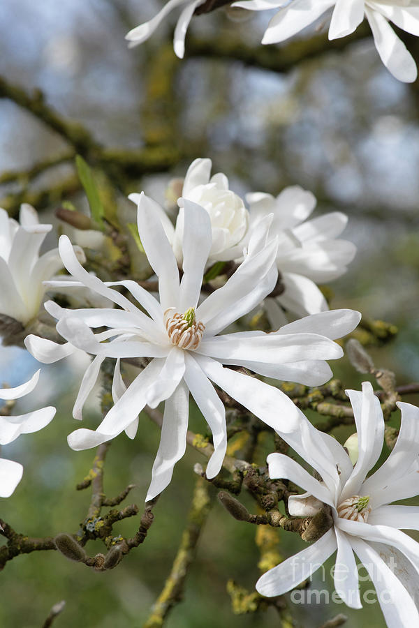 Magnolia Stellata Royal Star Flowers Photograph by Tim Gainey