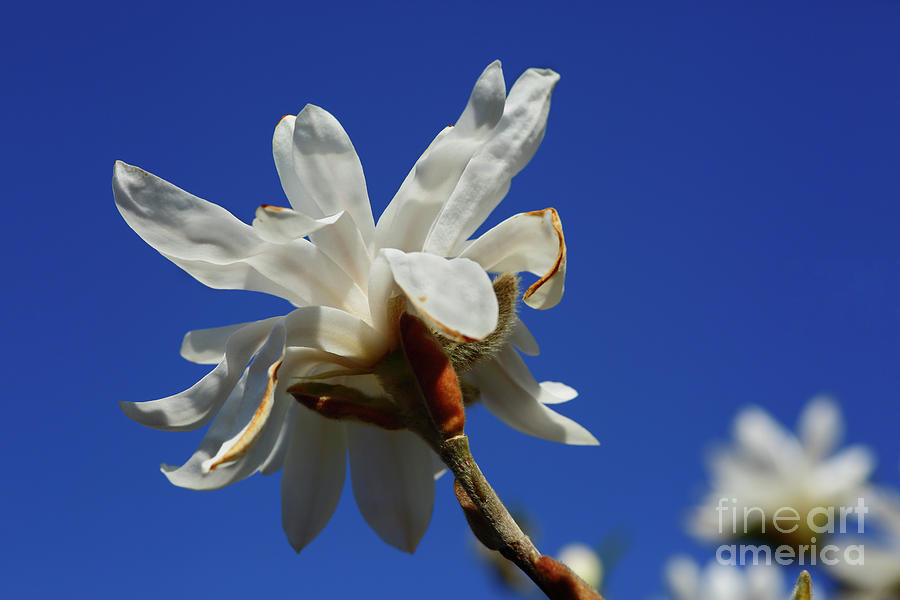 Magnolia Movie Photograph - Magnolia stellata Star Magnolia Flower by James Brunker