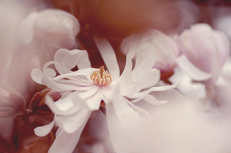 Magnolia Stellata Vivid Dream Photograph by Jenny Rainbow