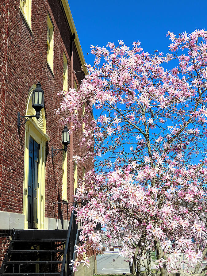 Magnolia tree at Memorial Hall  Photograph by Janice Drew
