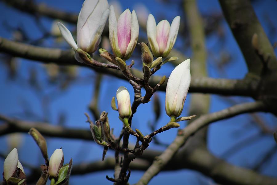 Magnolia Tree Blossom Photograph