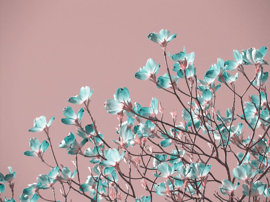 Magnolia tree - blue flowers Photograph by Marianna Mills