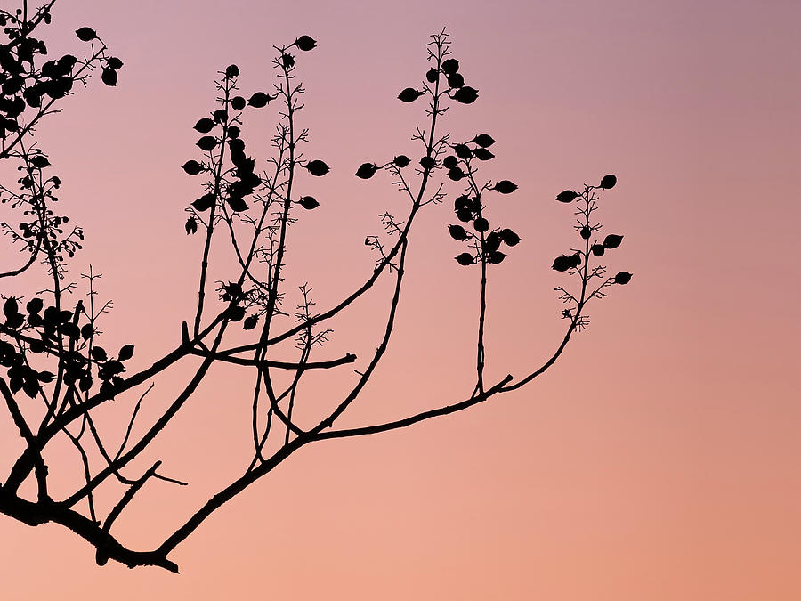 Magnolia Tree Branch Silhouette against the Vibrant Sunset Sky Photograph by William Dickman