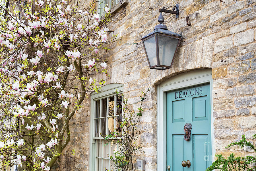Magnolia Tree Flowering Outside a Cotswold Cottage Photograph by Tim Gainey