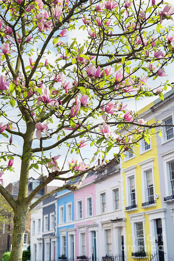Magnolia tree in Notting Hill London Photograph by Tim Gainey