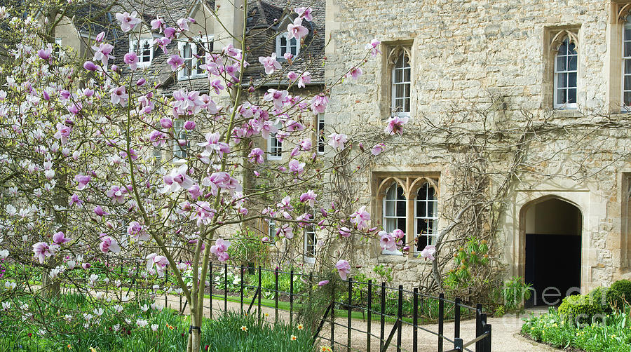 Magnolia Tree in Worcester College Oxford Photograph by Tim Gainey