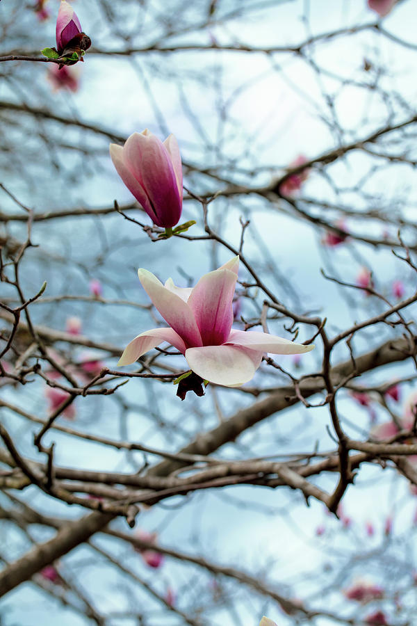 Magnolia Tree Photograph by Kelsey Sasser - Fine Art America