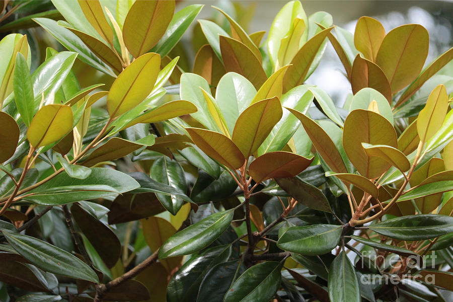 magnolia grandiflora leaves