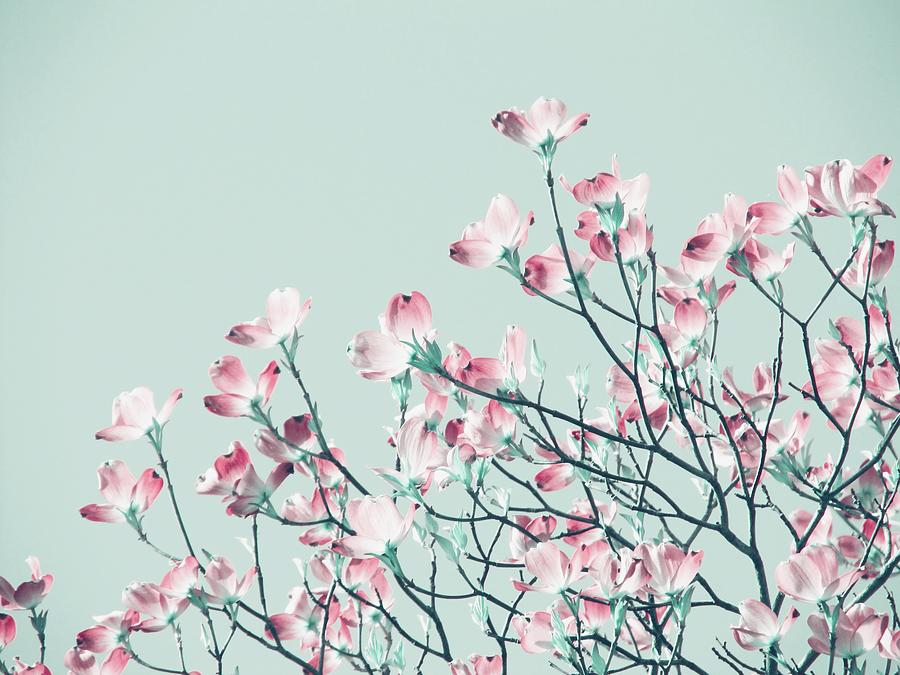 Magnolia tree - mint sky Photograph by Marianna Mills