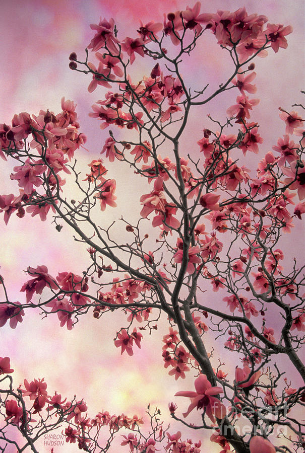 magnolia tree photos - Magnolia Photograph by Sharon Hudson