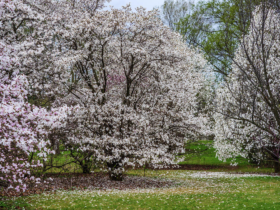 Magnolia trees in a park. Photograph by Rob Huntley