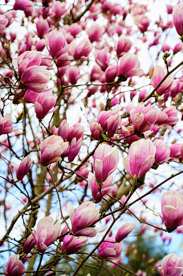 Magnolia Wall Photograph by Amanda Poffenberger - Fine Art America