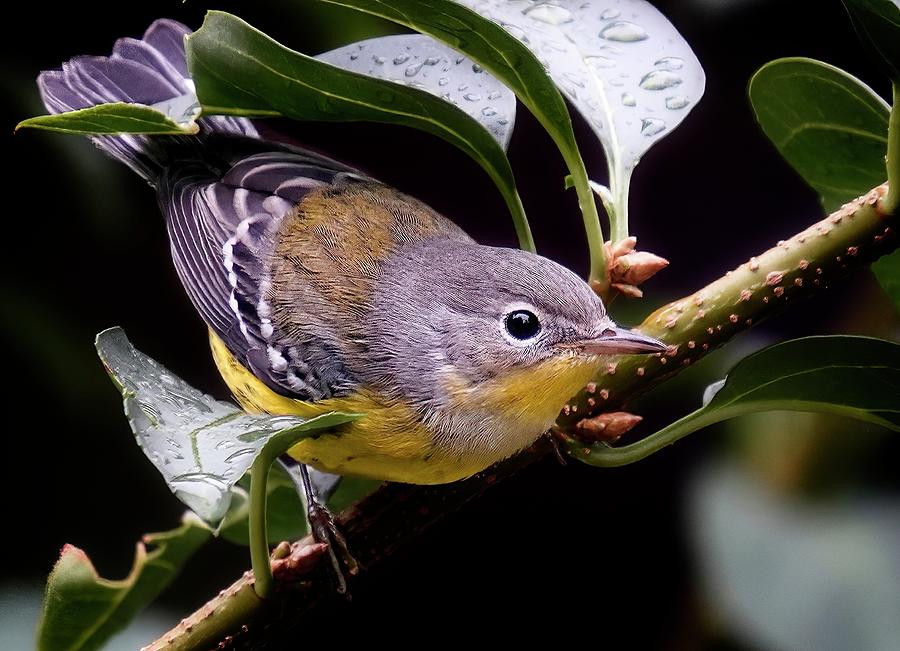 Bird Photograph - Magnolia Warbler 1f SI 21 by Richard Xuereb