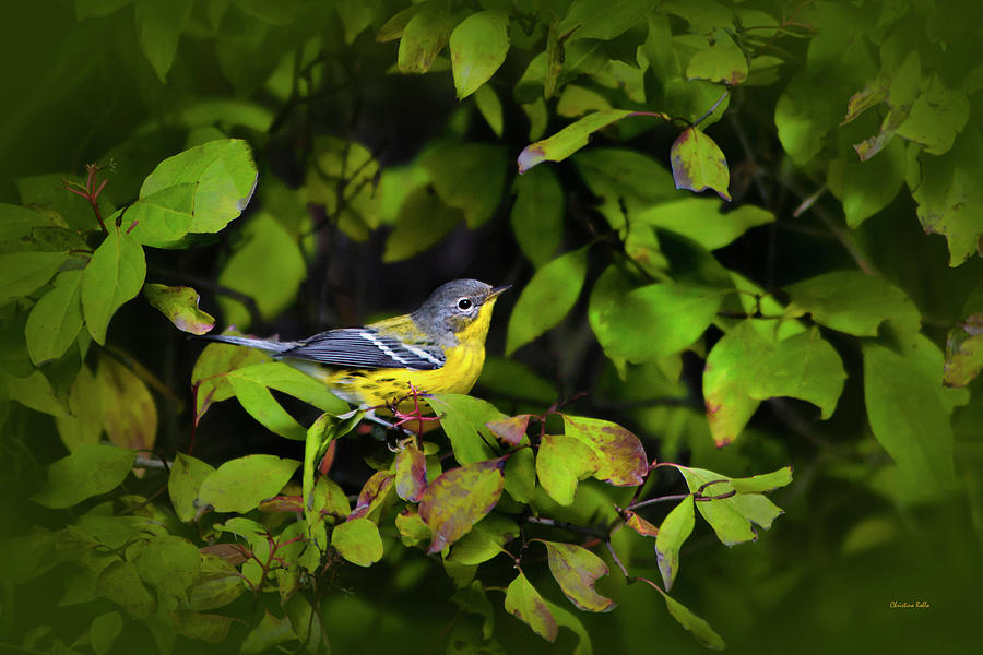 Magnolia Warbler Photograph by Christina Rollo