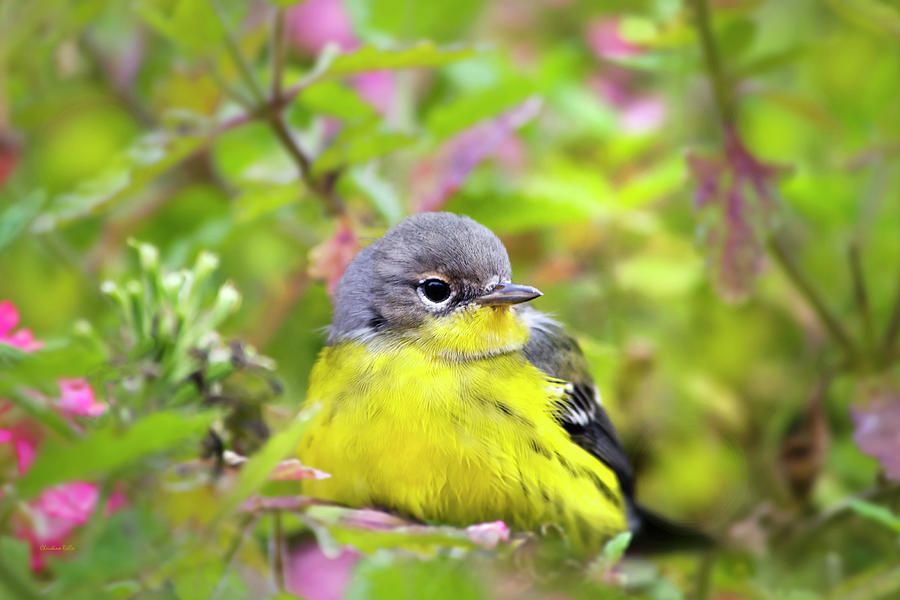 Magnolia Warbler Female Photograph by Christina Rollo