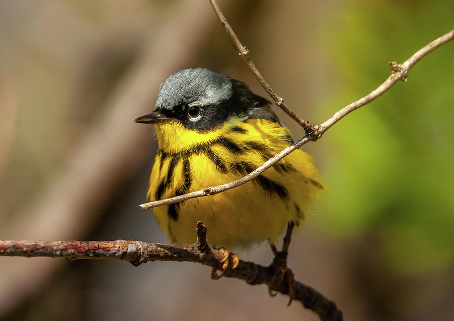 Feather Photograph - Magnolia Warbler by Gerald DeBoer