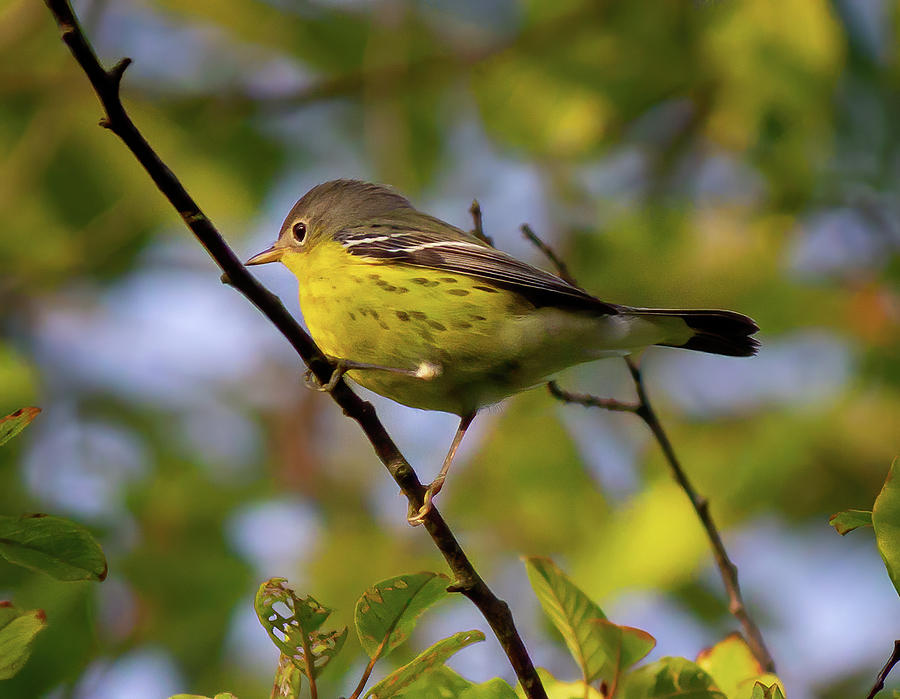 Magnolia Warbler Photograph by Karen Kessler - Fine Art America