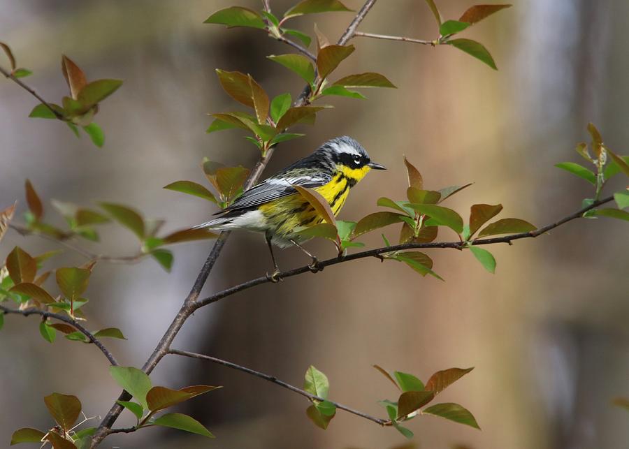 Magnolia Movie Photograph - Magnolia Warbler Male by Marlin and Laura Hum