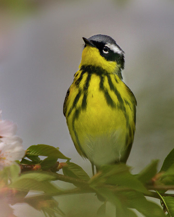Magnolia Warbler Photograph by Timothy McIntyre