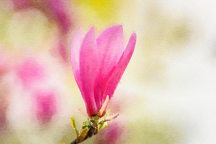 Magnolia Watercolor Photograph by Susan Rydberg