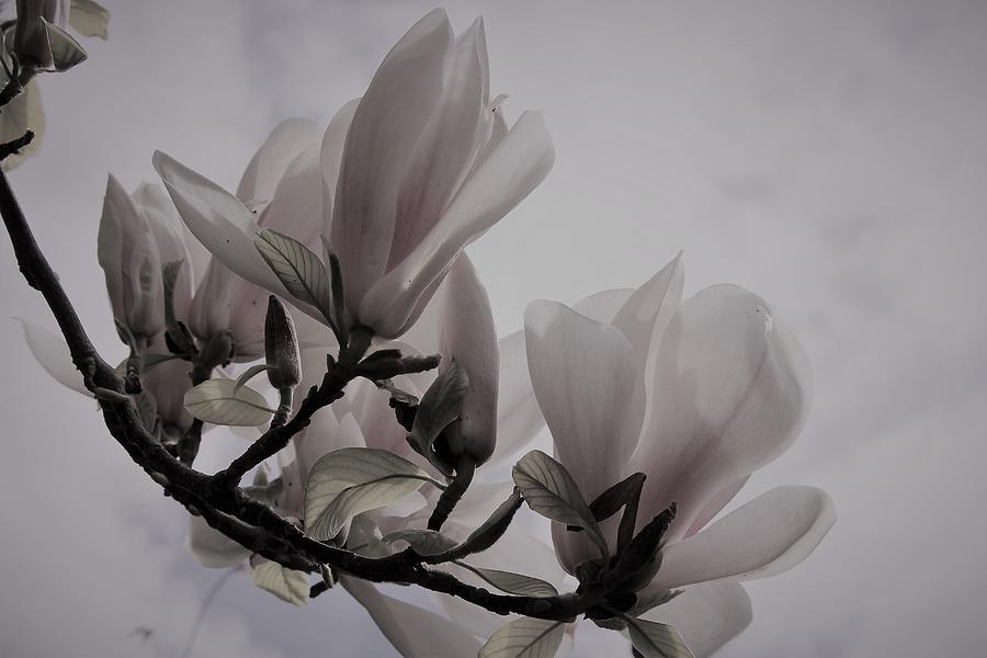 Magnolia Whisper Photograph by Loretta S