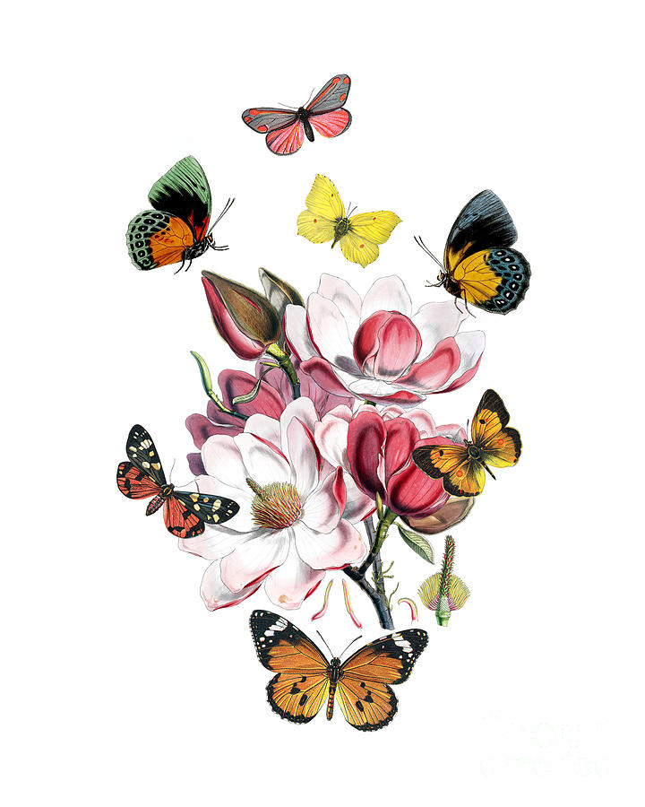 Magnolia Digital Art - Magnolia with butterflies by Madame Memento