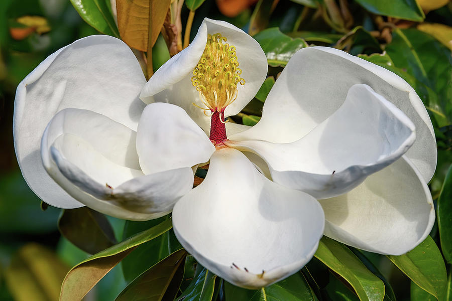 Magnolia You Sweet Thing Photograph by Fon Denton