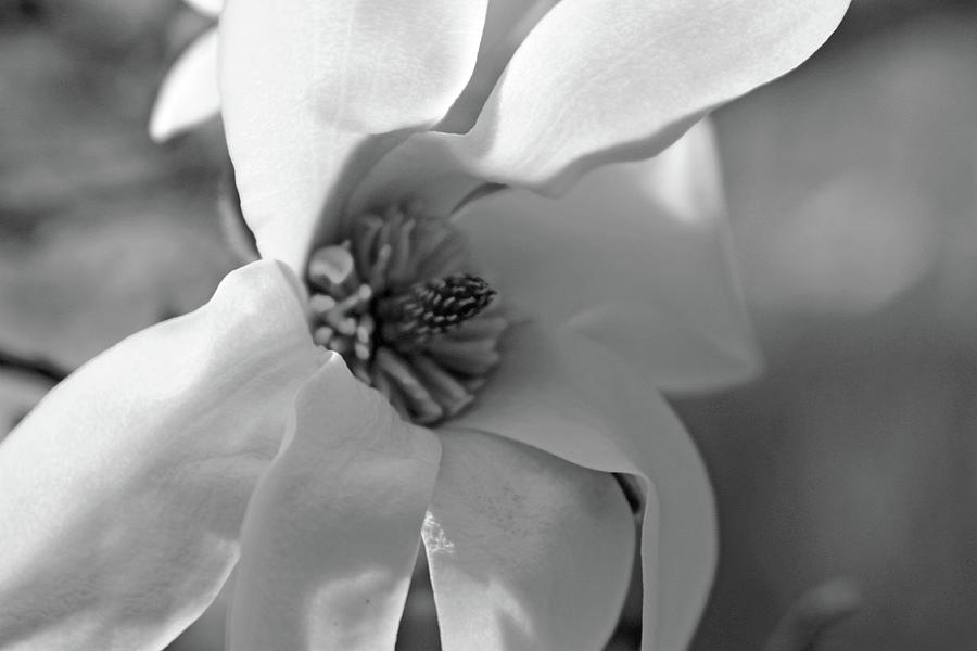 Magnolia5471 BW Photograph by Carolyn Stagger Cokley