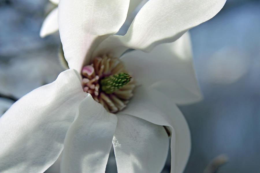 Magnolia5471 Photograph by Carolyn Stagger Cokley