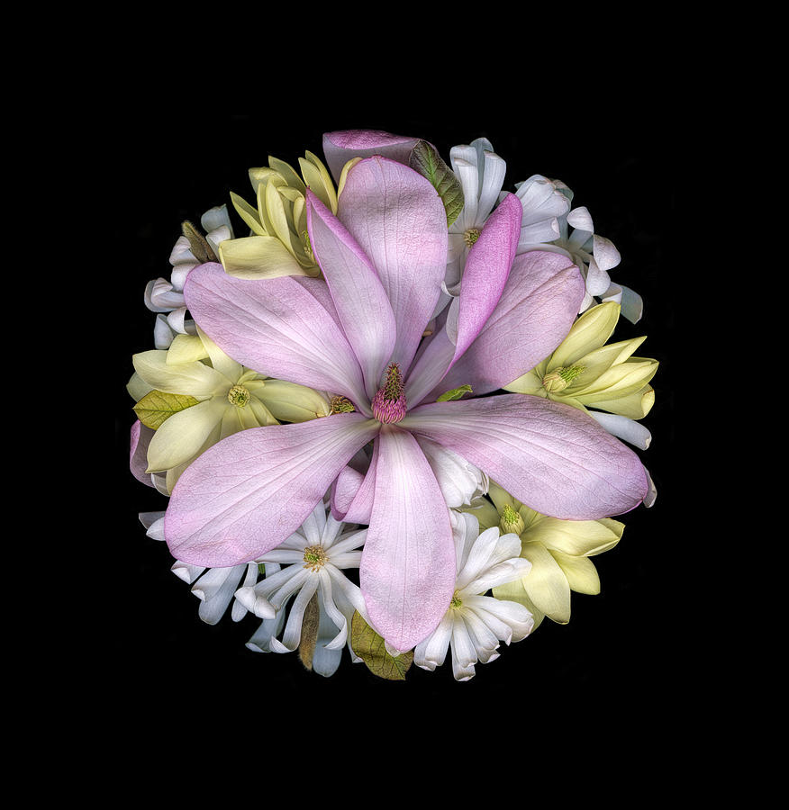 Flower Photograph - Magnolias 01 by Sandra R Schulze Photography