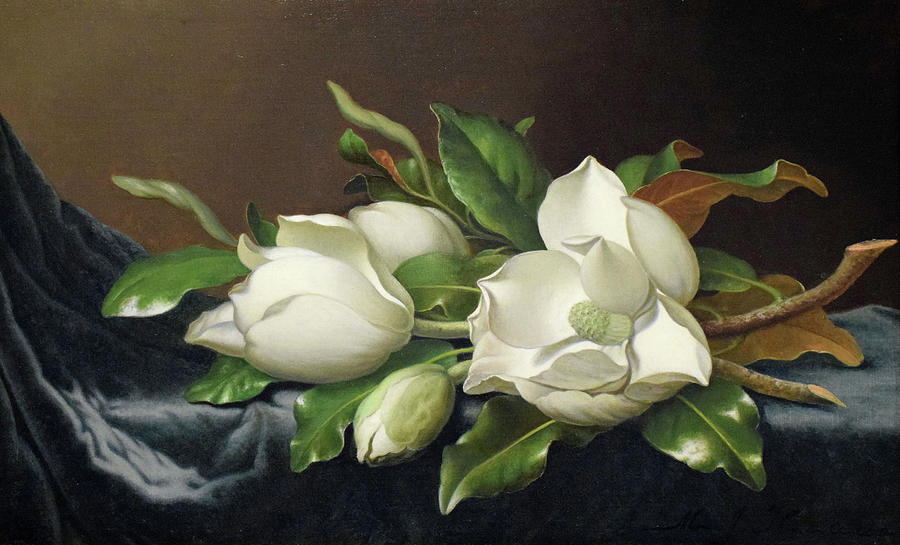 Magnolias 2 Painting by Martin Johnson Heade