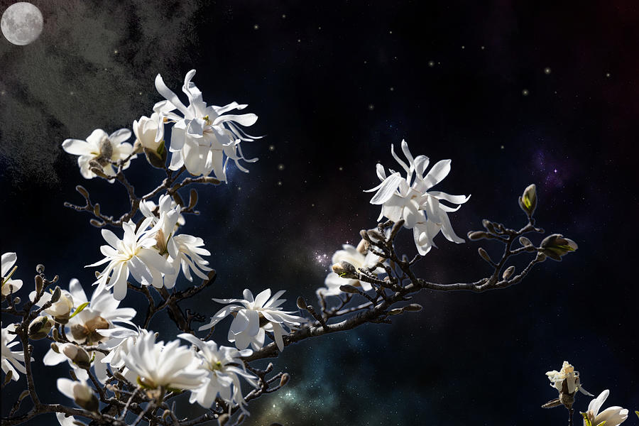 Magnolias Against the Sky Digital Art by Renette Coachman