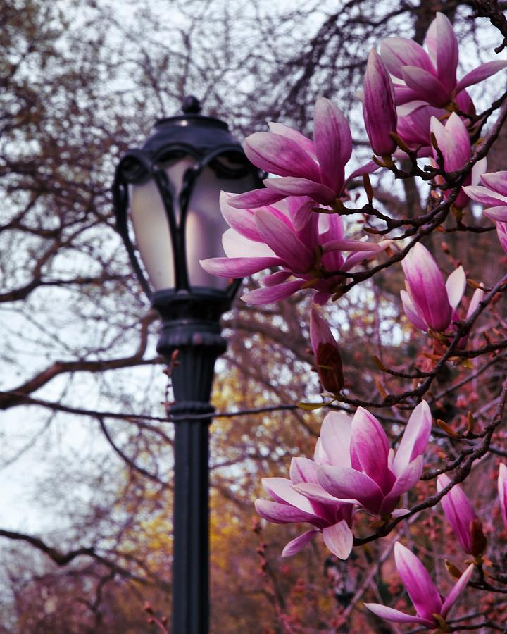 Magnolias at Central Park  Photograph by Natalia Baquero