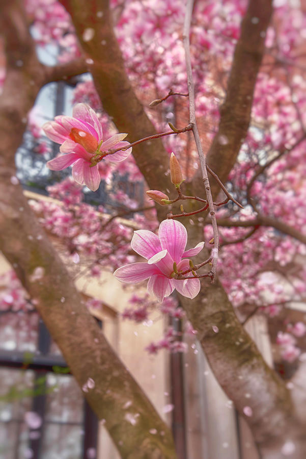 Magnolias Blooming In Boston Photograph