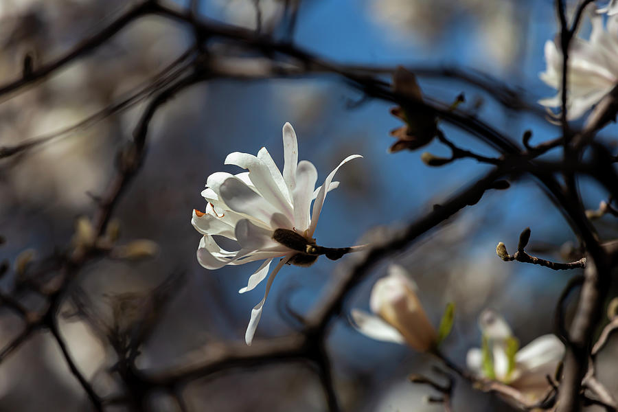Magnolias Blossom Photograph
