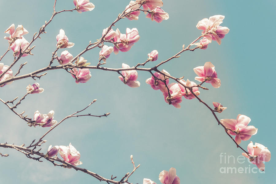 Magnolias Photograph by Claudia M Photography