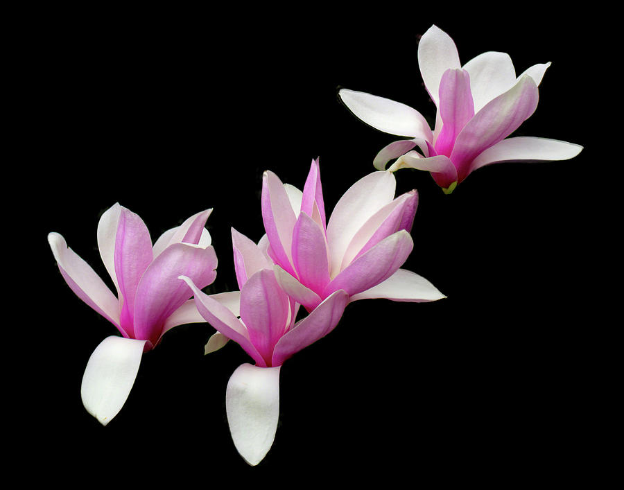 Magnolia Blooms Photograph