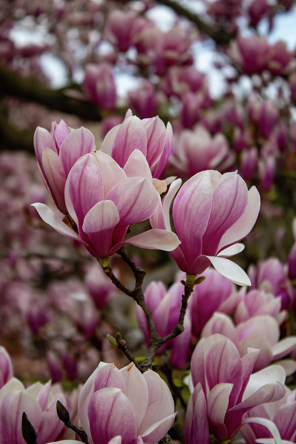 Magnolias In Bloom Photograph