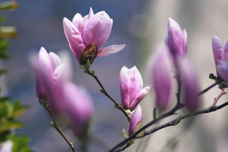 Magnolias in bloom Photograph by Startasha Lopez - Fine Art America