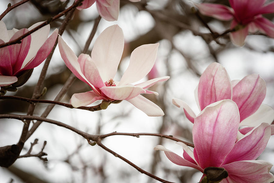Magnolias in March Photograph by Joni Eskridge