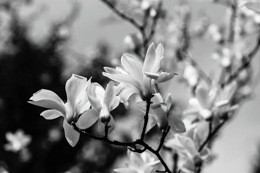 Magnolias in monochrome Photograph by Aashish Vaidya