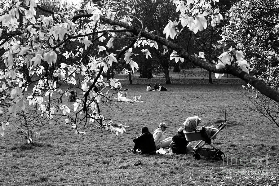 Magnolias in spring in Bute Park Cardiff Wales Photograph by James Brunker