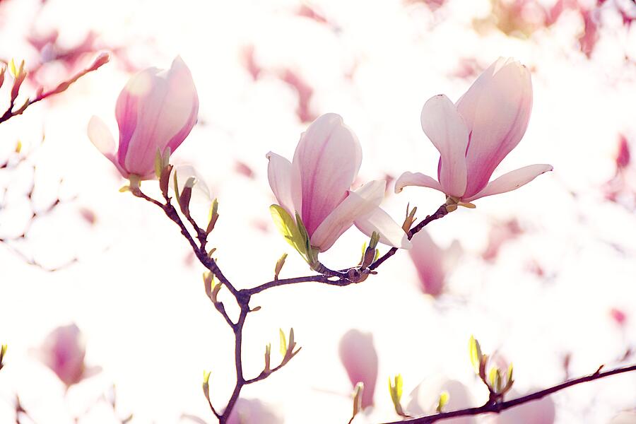 Magnolias in the Light Photograph by Van Thi Diep Magnolias in the Light Photograph by Van Thi Diep