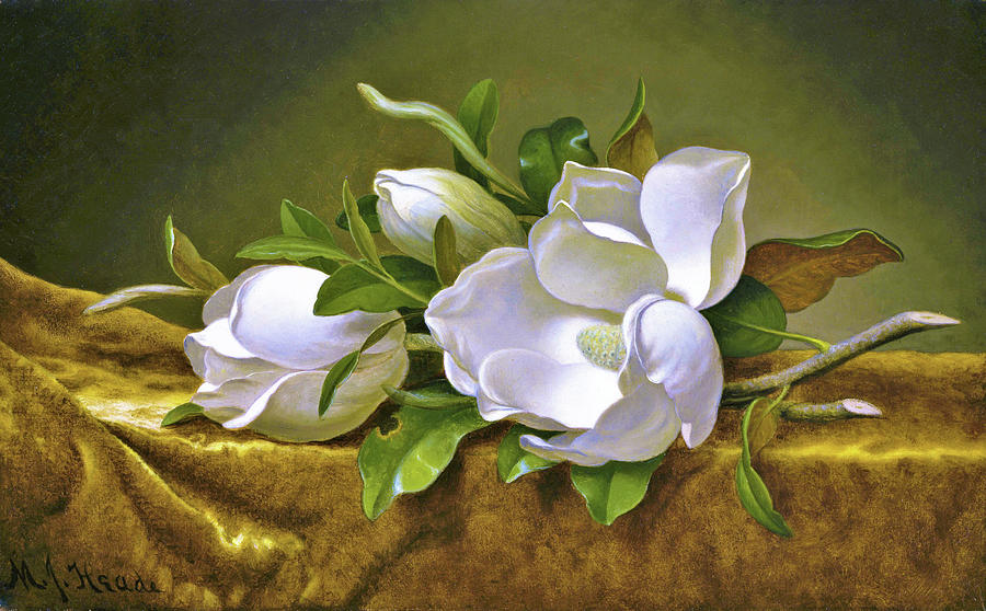 Martin Johnson Heade Painting - Magnolias on Gold Velvet Cloth - Digital Remastered Edition by Martin Johnson Heade