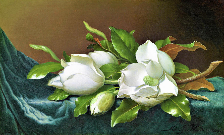 Martin Johnson Heade Painting - Magnolias on Light Blue Velvet Cloth - Digital Remastered Edition by Martin Johnson Heade
